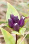 Bottle gentian